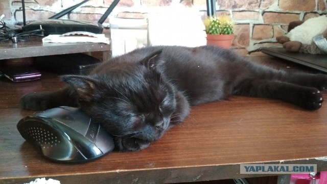 Котовторник 05.06.2018