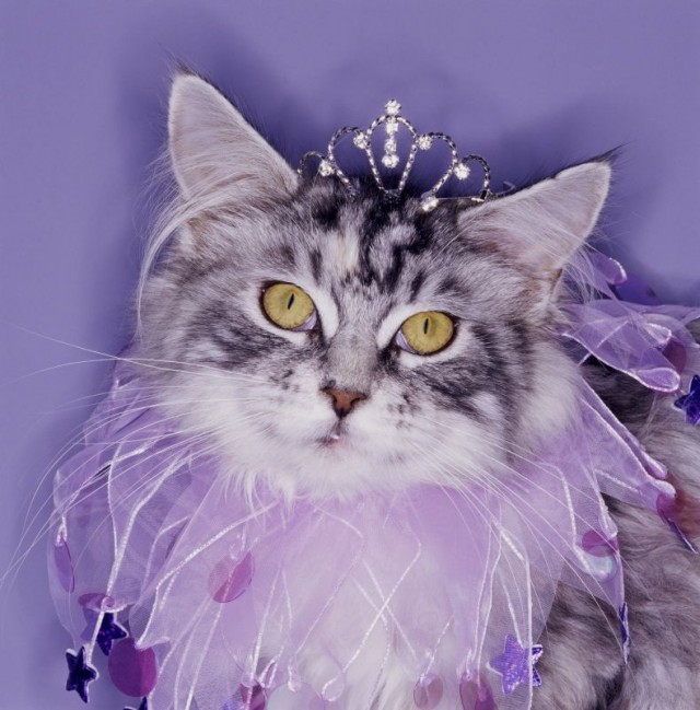 УРРААА ! Котовторник на ЯПлакалъ !