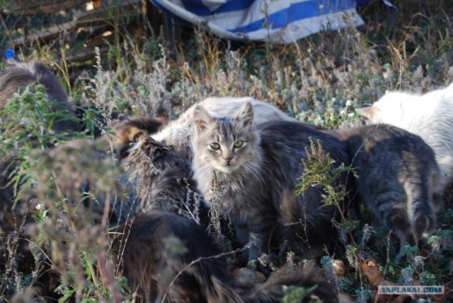 Котовторник на ЯПлакалъ