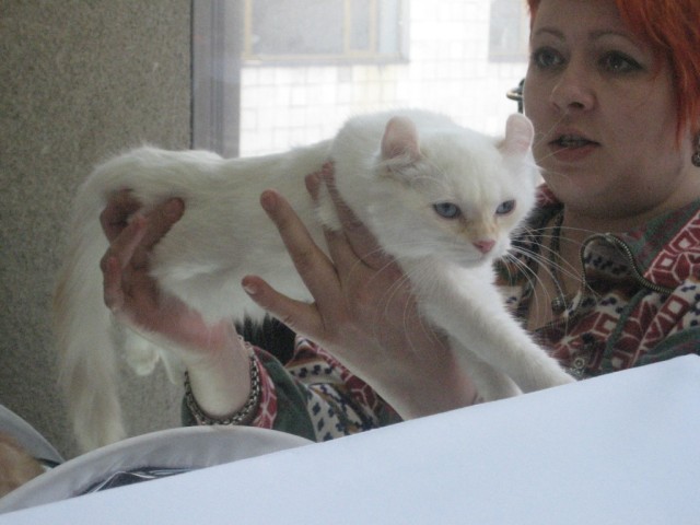 Котовторник 1.02.2011
