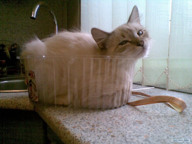 Сонный Котовторник