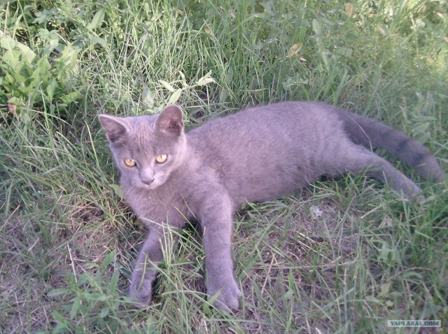 Котовторник (28.02.2012)