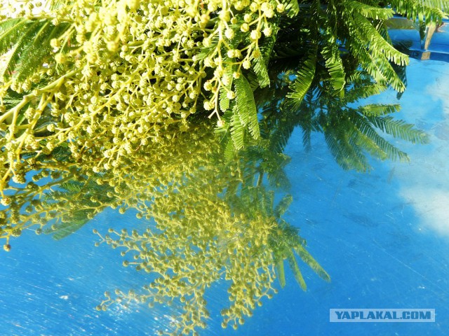 Селедка под шубой - 2019