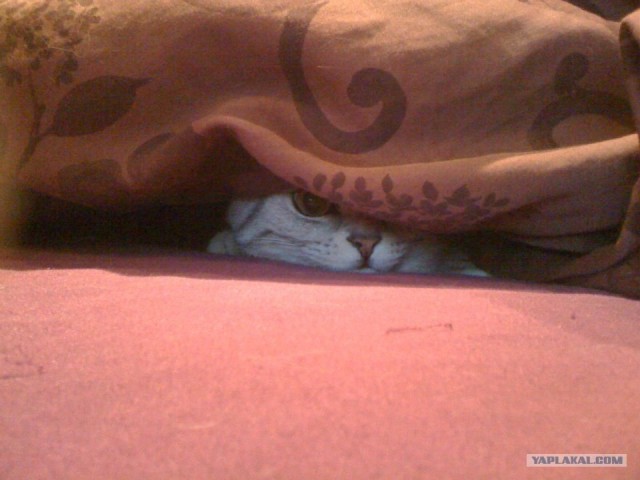 Котовторник 24.04.2012