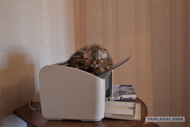 Котовторник  19.06.2012