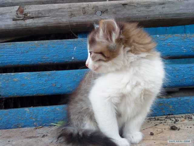 Котовторник 03 07 2012