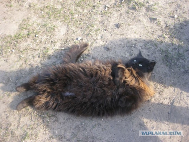 Жизнь домашнего приюта для котеек 287