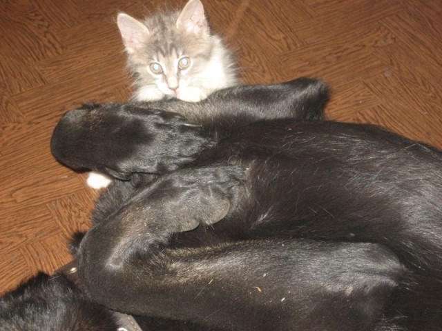 Добермана я беру на себя