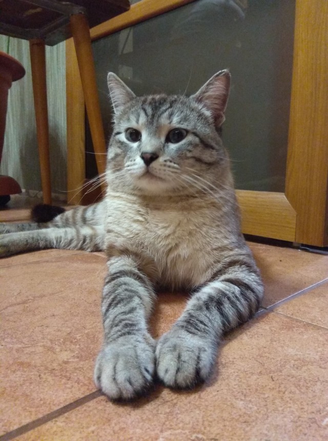 Котовторник!
