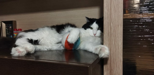 Котовторник же очередной