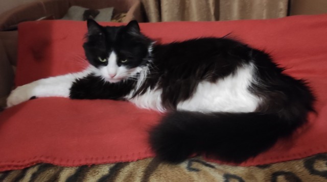 Погнали! С котовторником, други!