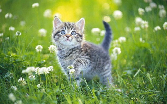 Разные котики