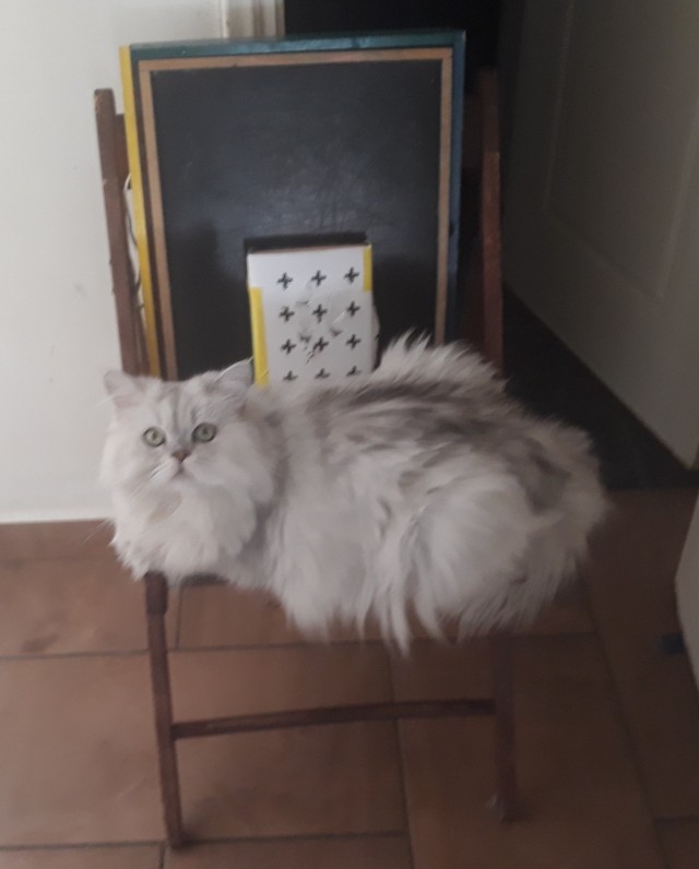 Котовторник 25.01.22
