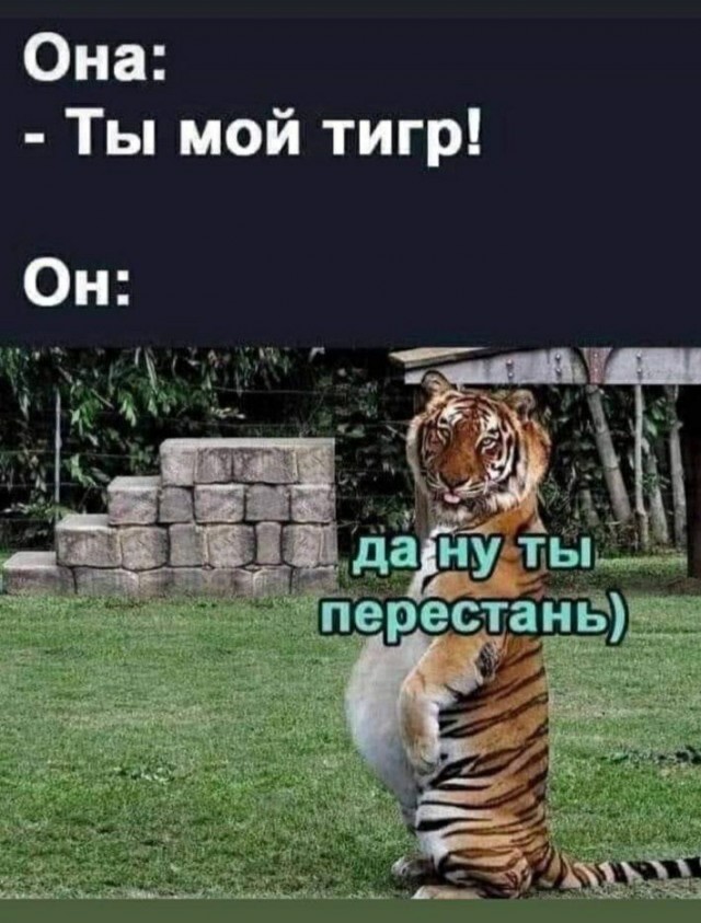 Когда жена не даёт спокойно полежать после обеда
