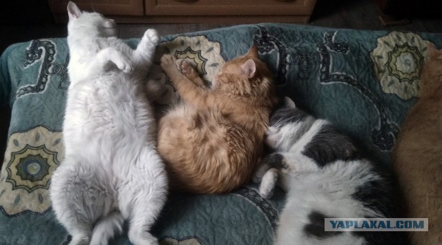 А что это мы котовторник не начинаем? Время пришло!