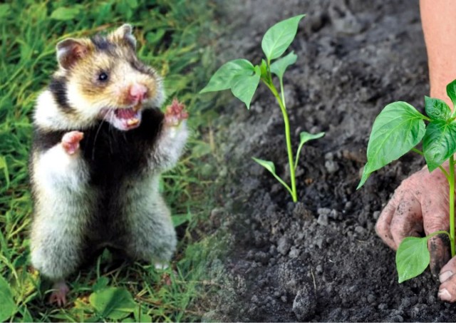 Замучил хомяк на огороде