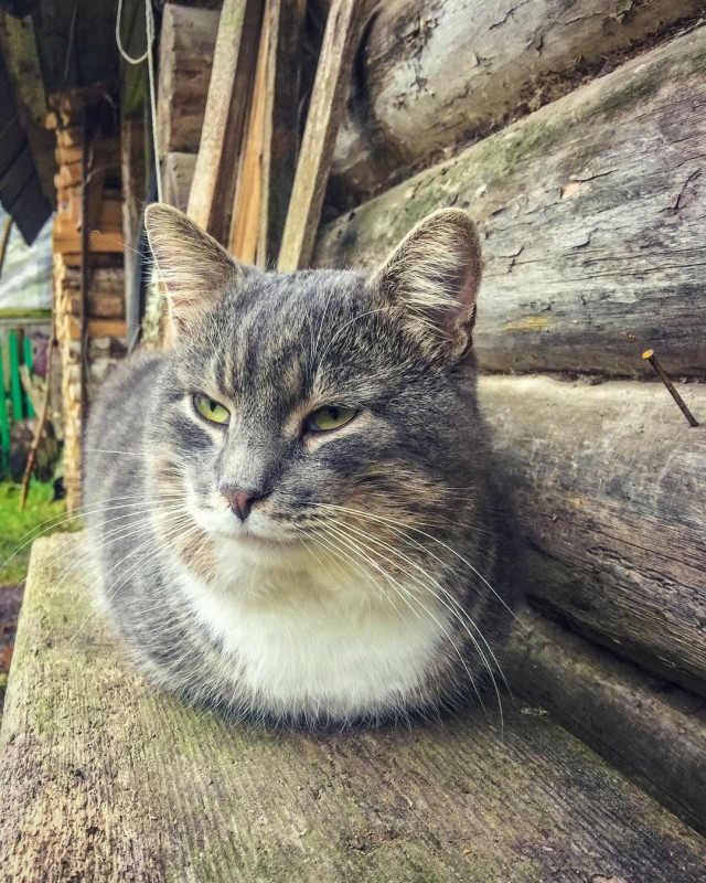 Деревенские, милые, шерстяные