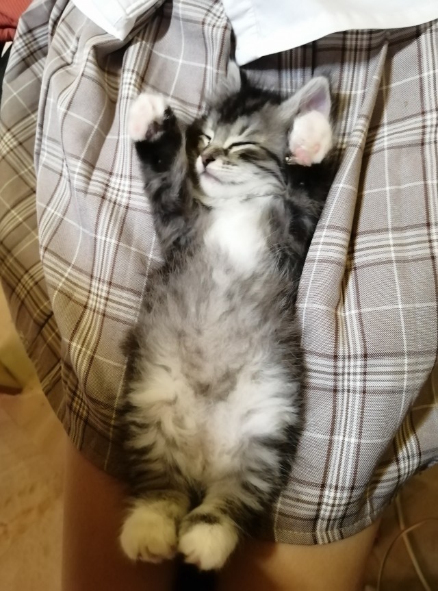 Не котовторник, но у нас пополнение в составе