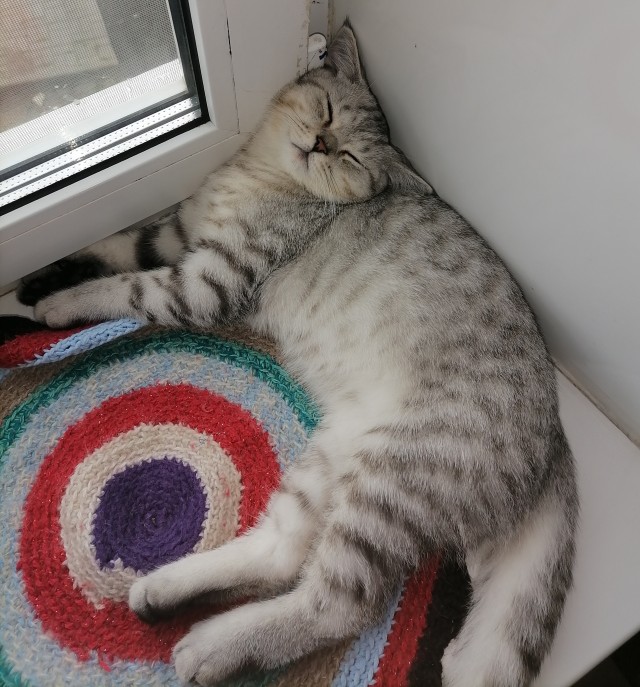 На котовторник
