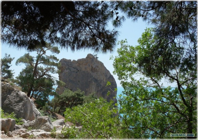 Крым. Мыс Ая. Деревья моря.