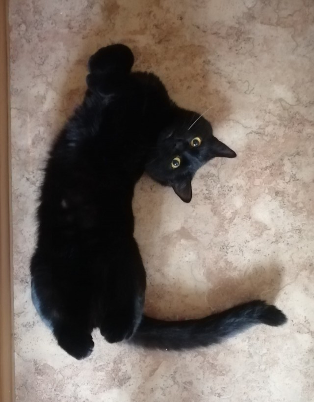 Вторник, ваши коты и кошки в студию