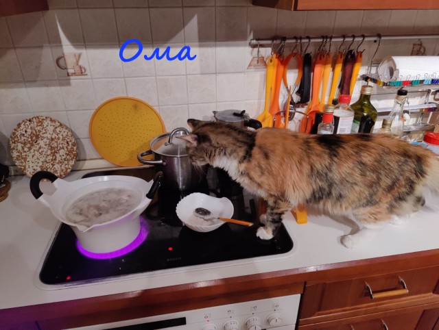 Жизнь домашнего приюта "Котоленд" 373