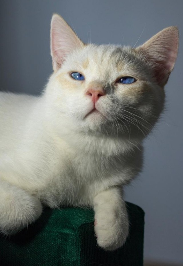 Кошка из Игры престолов
