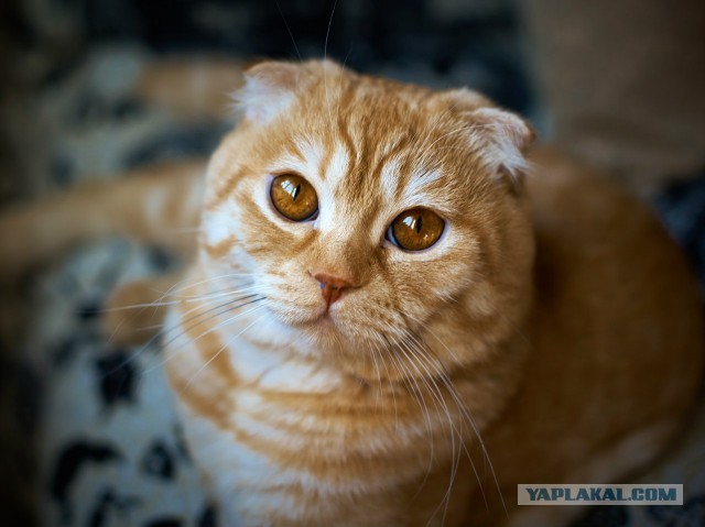 Котовторник 09.04.2013