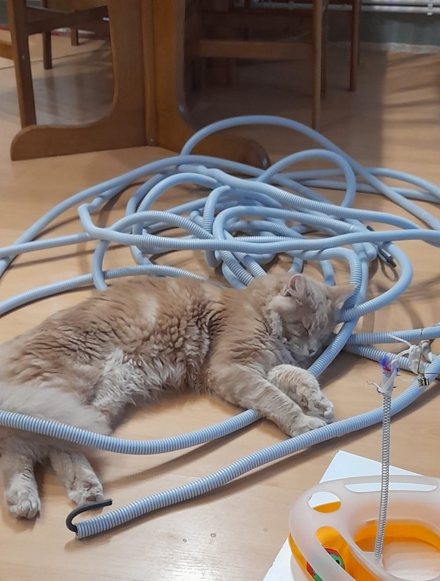 Котовторнику посвящается. Счастья привалило