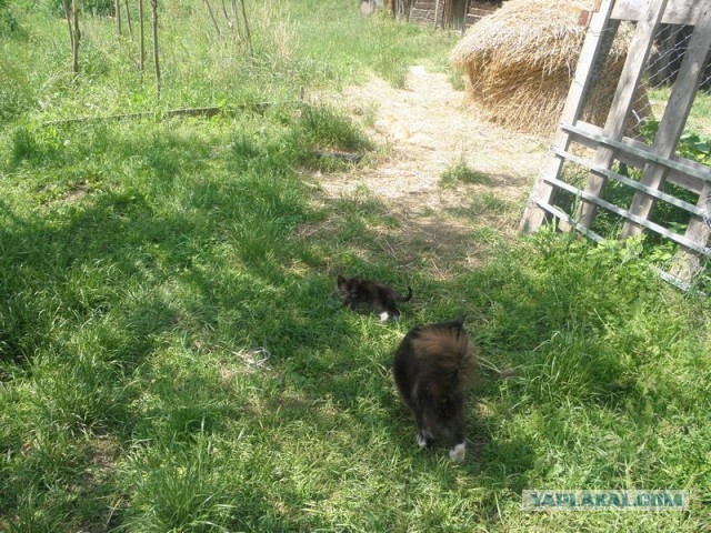 Жизнь домашнего приюта для котеек 452