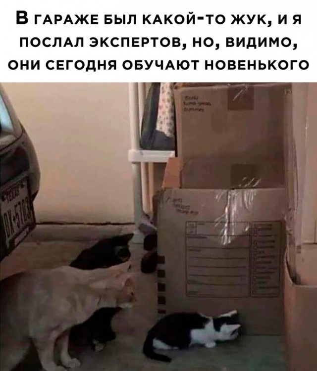 Весёлый полтишок 28.09.23