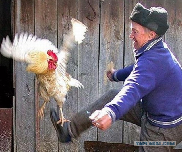 Гнал, гоню и буду гнать!