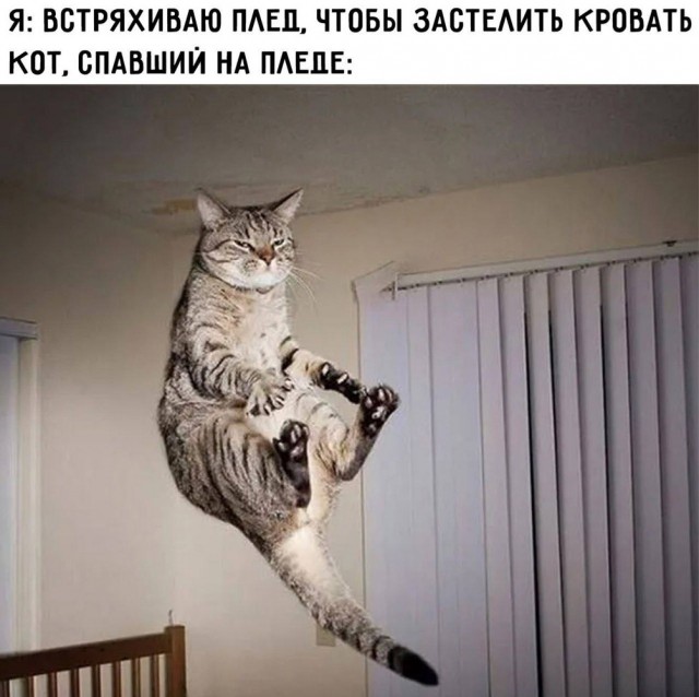 Котики, панки и дестрой