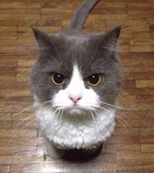 А в следующей жизни я хотел бы быть котом
