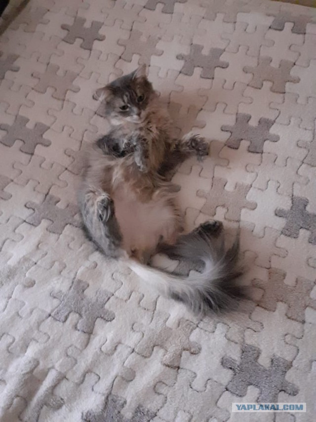 Котёночек опухает. Требуется совет.