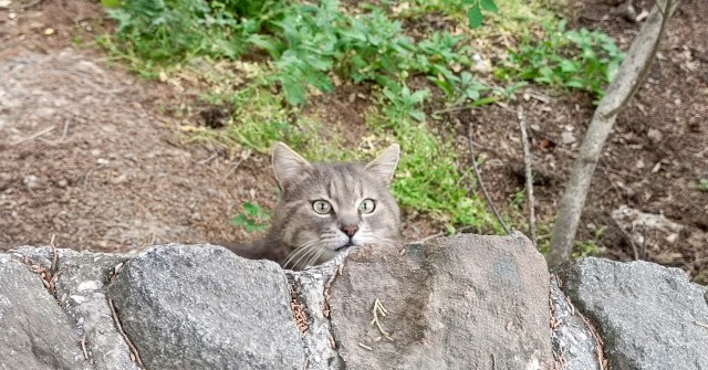 Южных котиков вам на радость