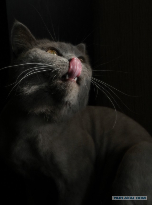 Котовторник 21.05.2013