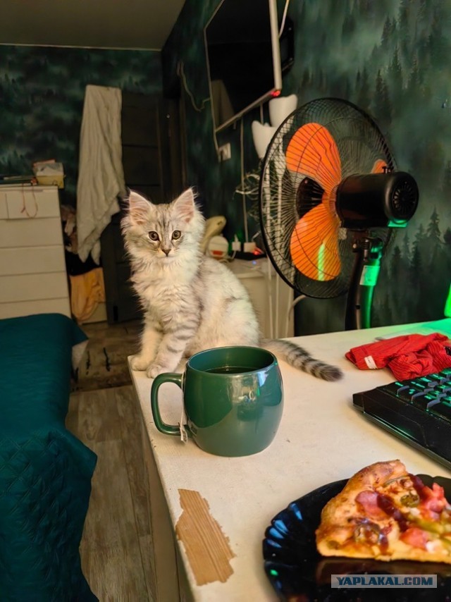 Да просто кот, зовут тоже Кот