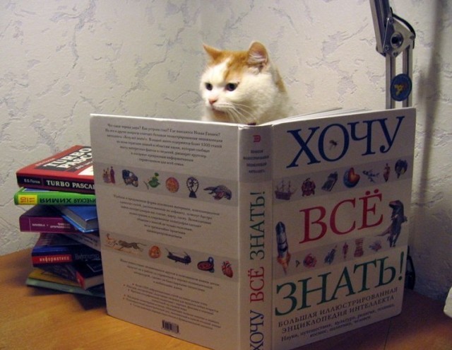 О том, как надолго занять кота