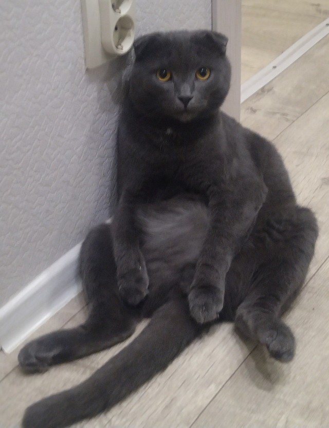 Котовторник
