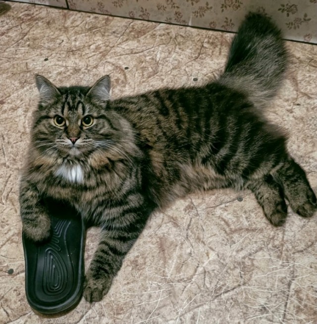 Сиводня не тапчишь