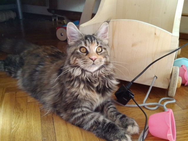 Немного о  Мейн Куне.