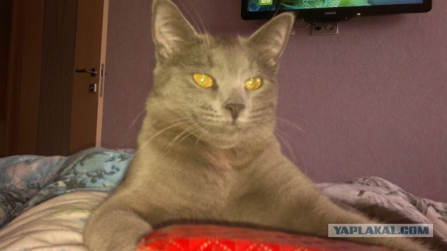 Немного о  Мейн Куне.