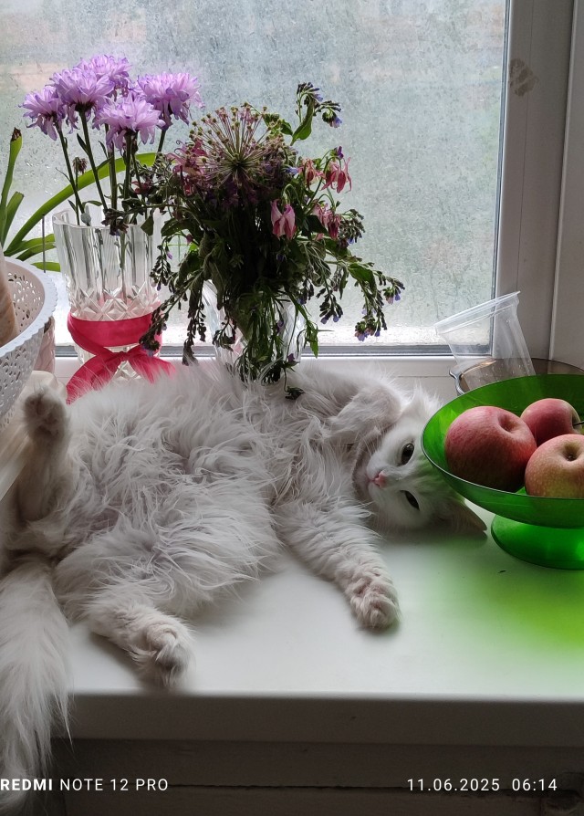 Котовторник