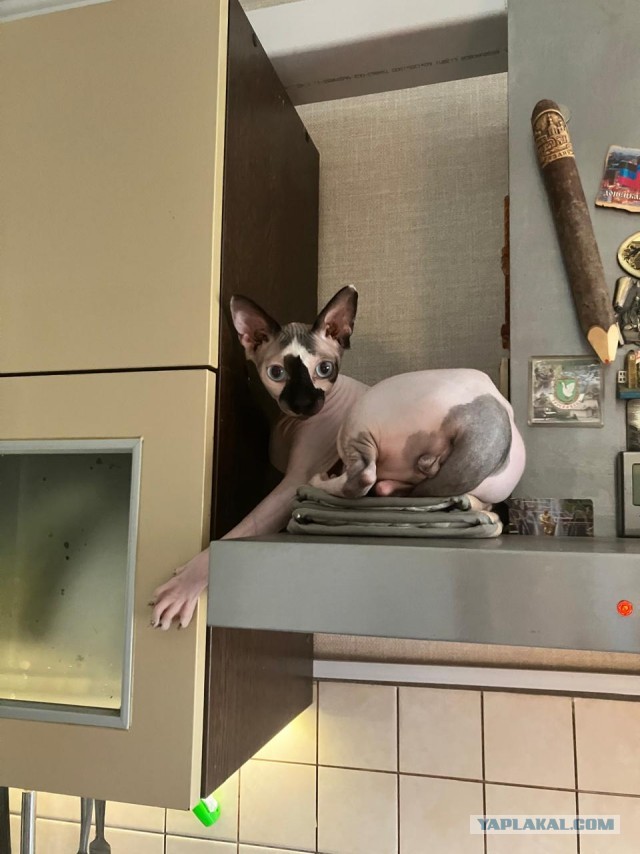 Моя жена не умеет фоткать кота
