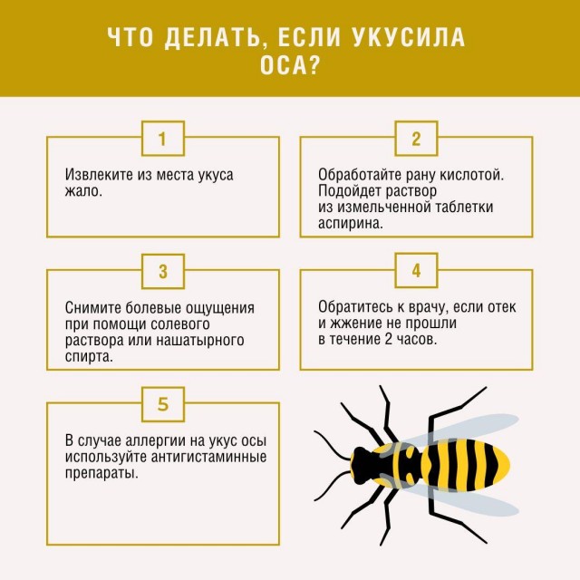 Оса укусила водителя и он начал терять сознание прямо за рулём.