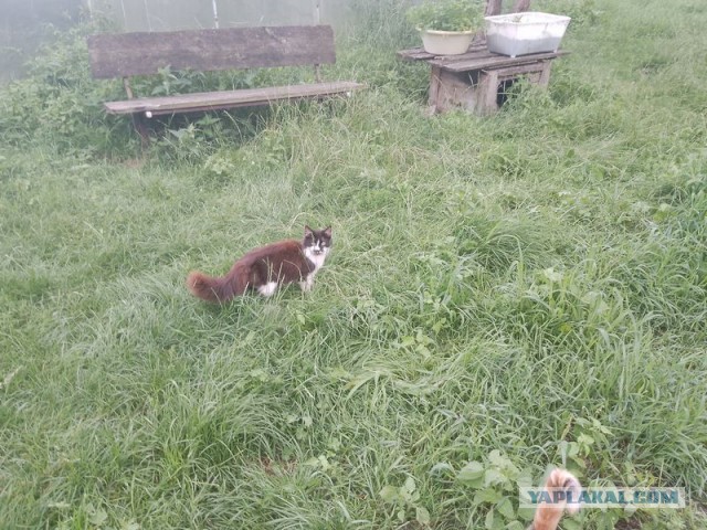Жизнь домашнего приюта для котеек 552