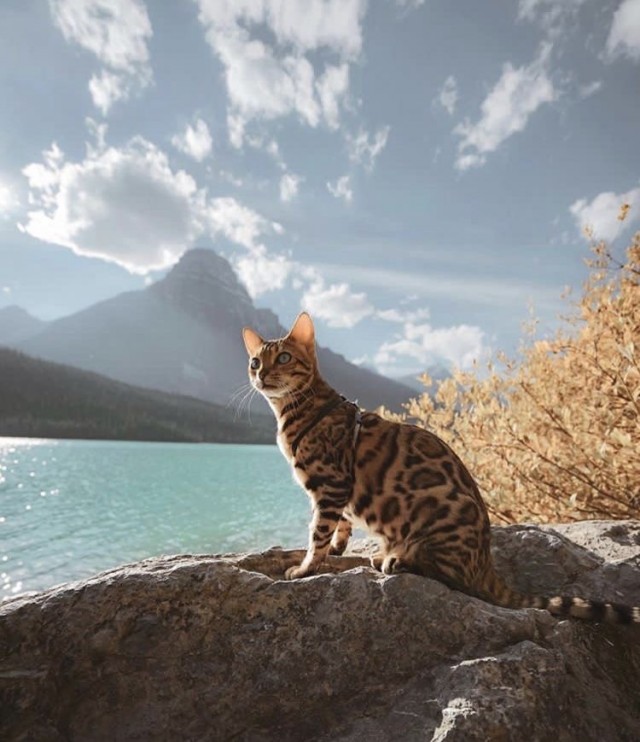 Осенний кот