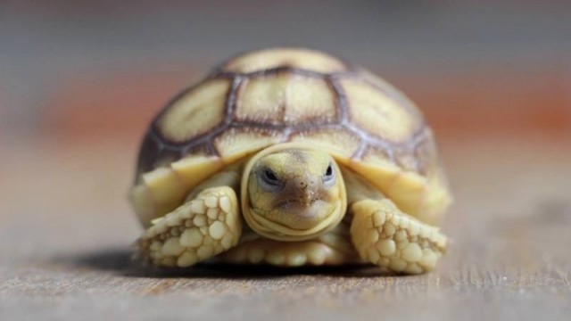 В Китае задержали женщин, спрятавших под юбками 68 черепах