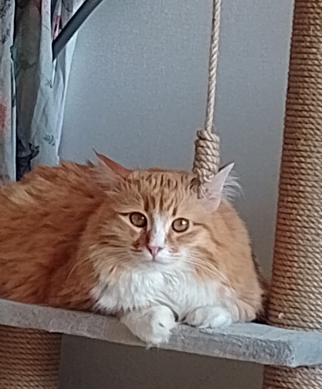 Наши коты